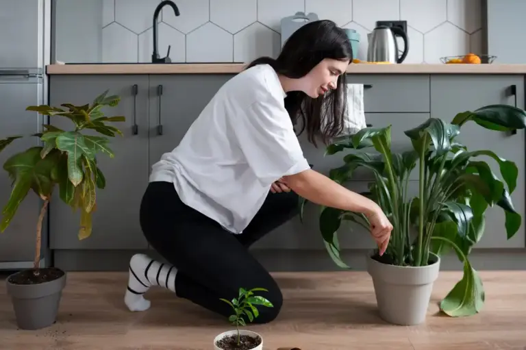 houseplants disease prevention easy tips