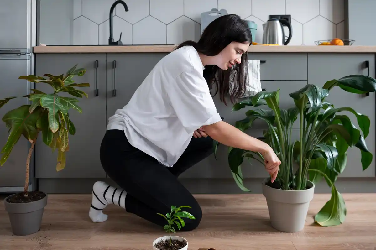 houseplants disease prevention easy tips