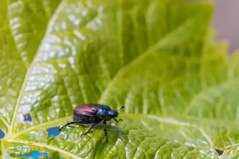 garden pests Sweden summer
