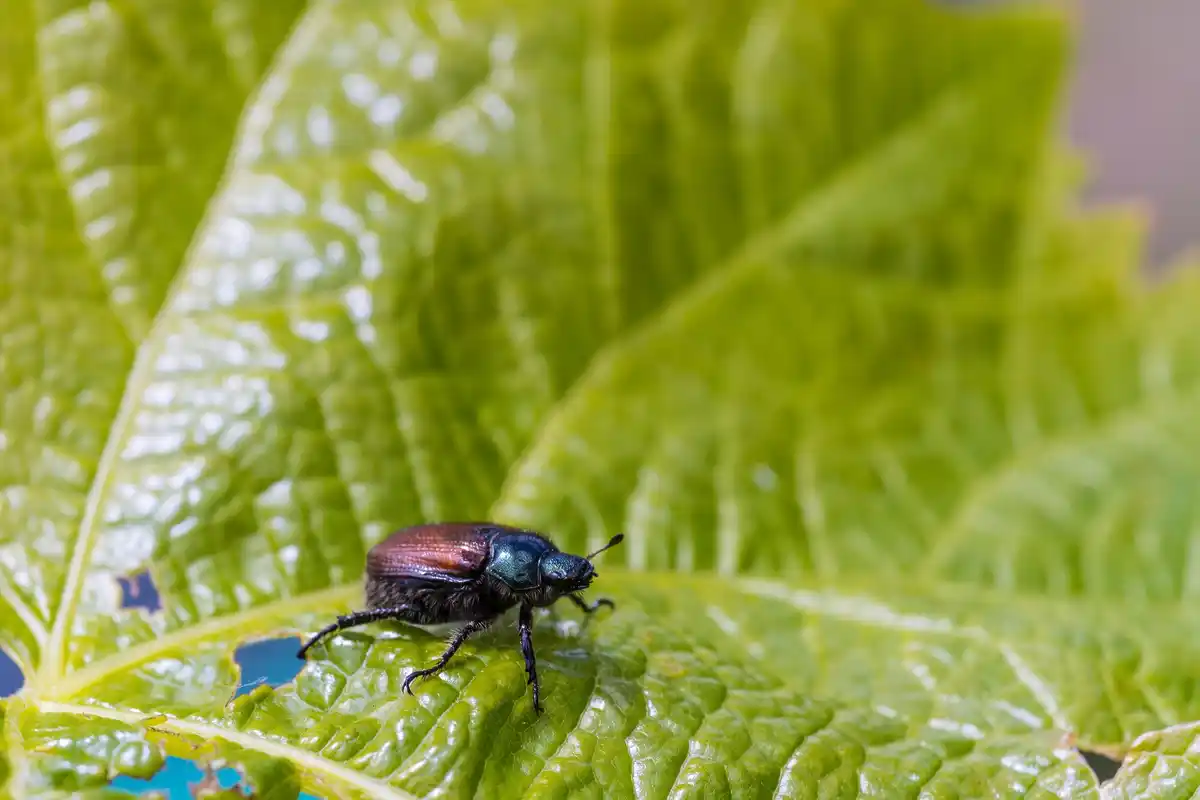 garden pests Sweden summer