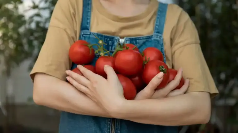ripe juicy tomatoes garden Sweden