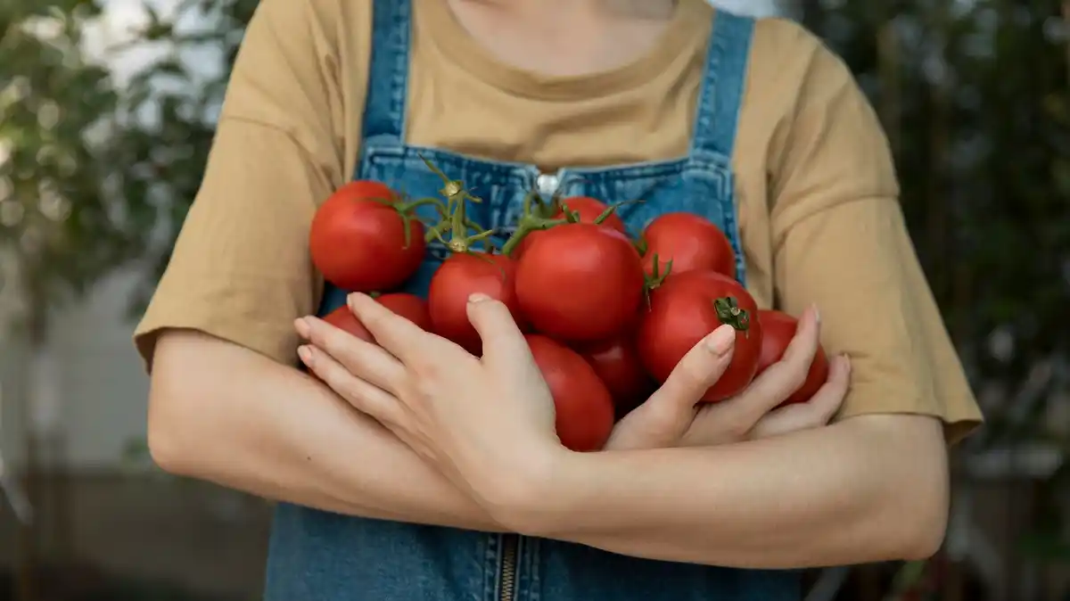 ripe juicy tomatoes garden Sweden
