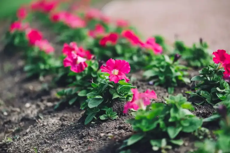 flower garden blooming perennial bed