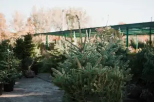 beautiful Scandinavian garden simple improvements
