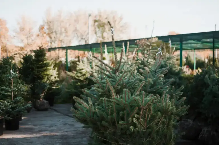 beautiful Scandinavian garden simple improvements