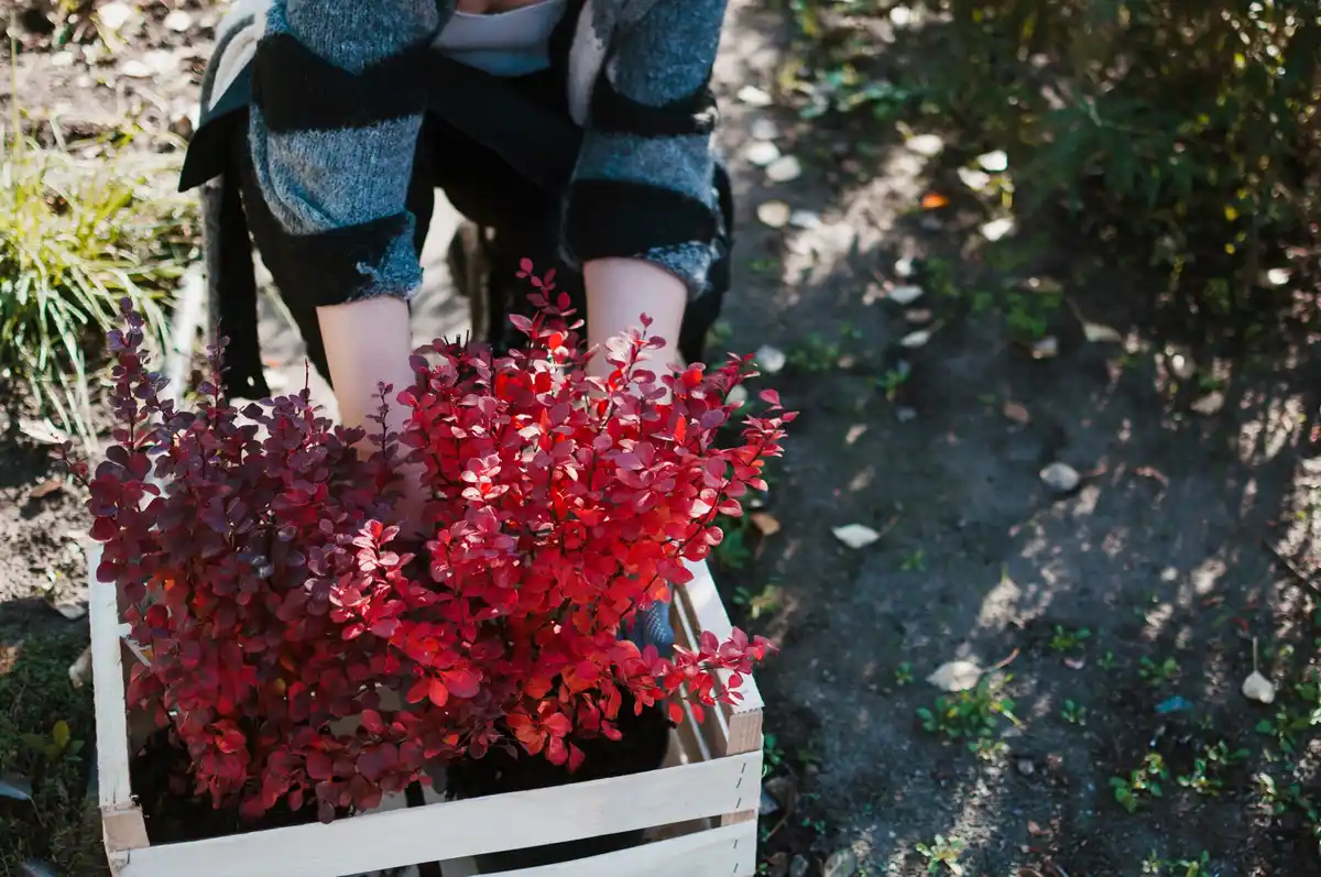 Swedish backyard garden affordable DIY plants