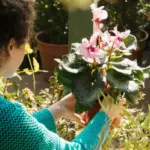 beginner gardening Sweden spring plants