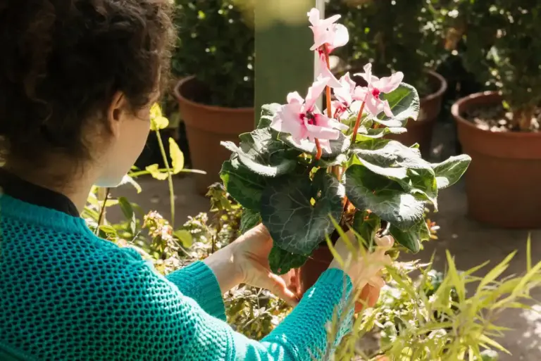 beginner gardening Sweden spring plants