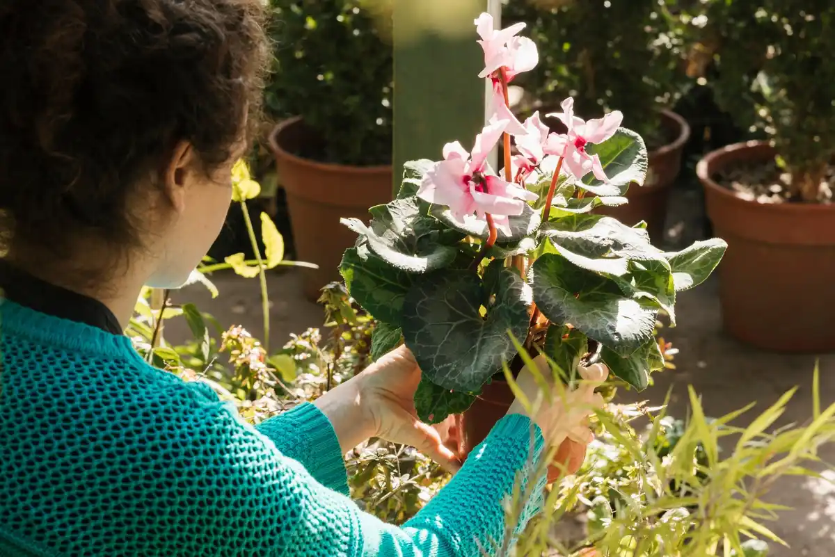 beginner gardening Sweden spring plants