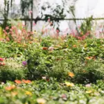 lush Swedish garden spring plants