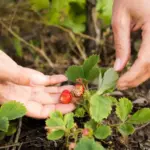 berry bush pests Sweden garden
