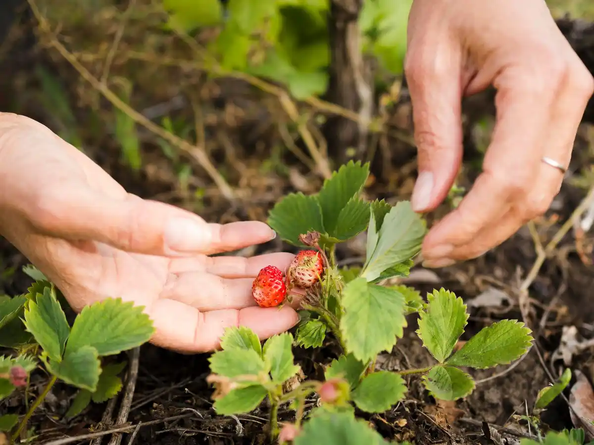 berry bush pests Sweden garden