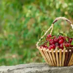 berries growing best in Sweden garden