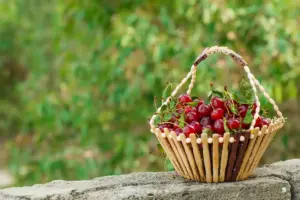 berries growing best in Sweden garden