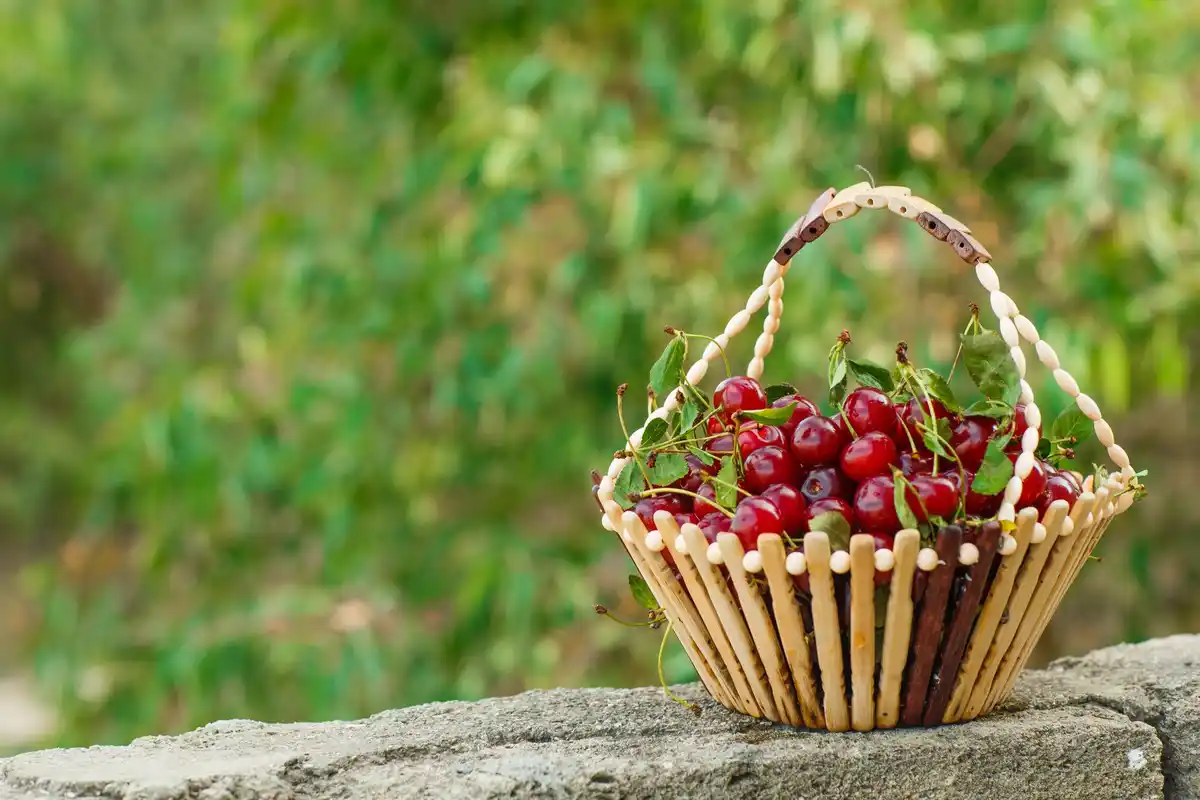 berries growing best in Sweden garden