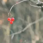 growing red currants garden bushes Sweden