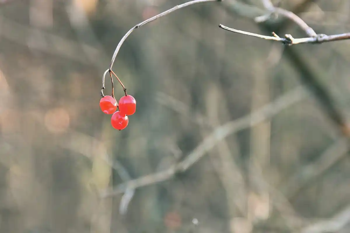 growing red currants garden bushes Sweden