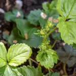 raspberry plant home gardening Sweden