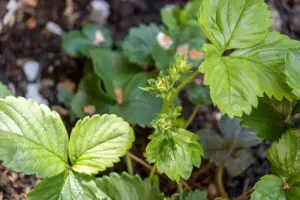 raspberry plant home gardening Sweden