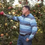 apple tree gardening Sweden