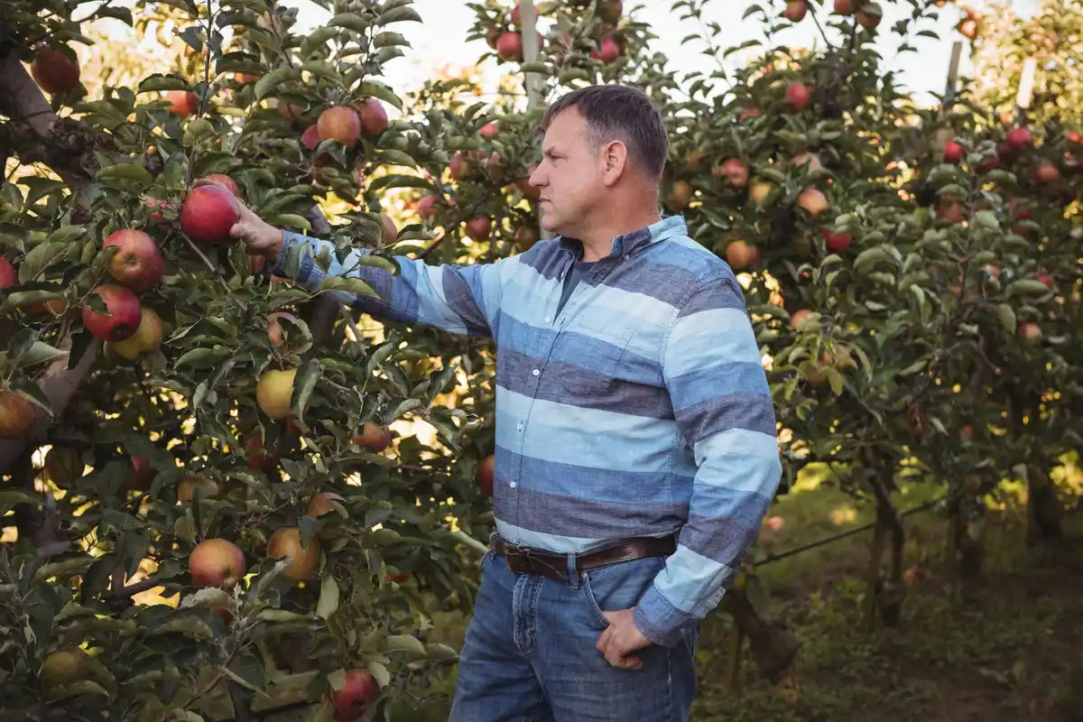apple tree gardening Sweden