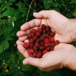 summer berry garden harvesting Sweden