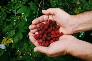 summer berry garden harvesting Sweden