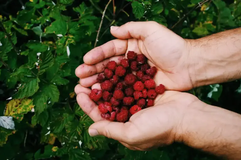 summer berry garden harvesting Sweden