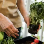 professional gardening tips vegetable harvest