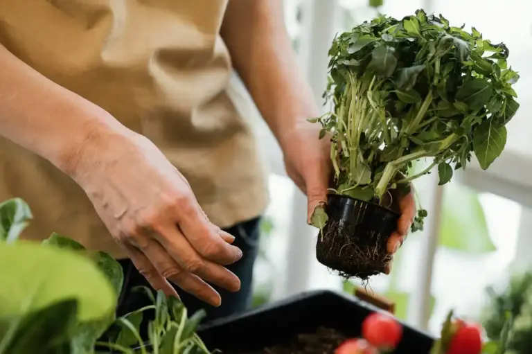 professional gardening tips vegetable harvest