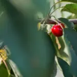 growing cherry tree Sweden garden