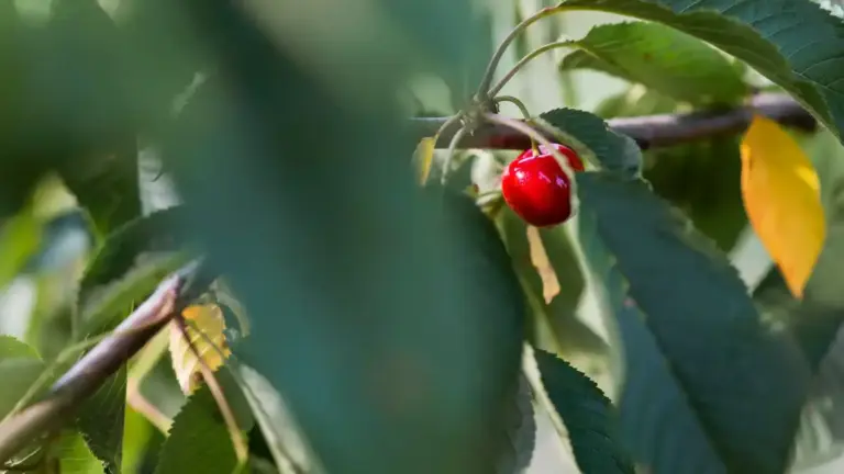 growing cherry tree Sweden garden