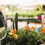 Swedish summer plants garden heat tolerant
