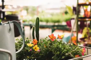 Swedish summer plants garden heat tolerant