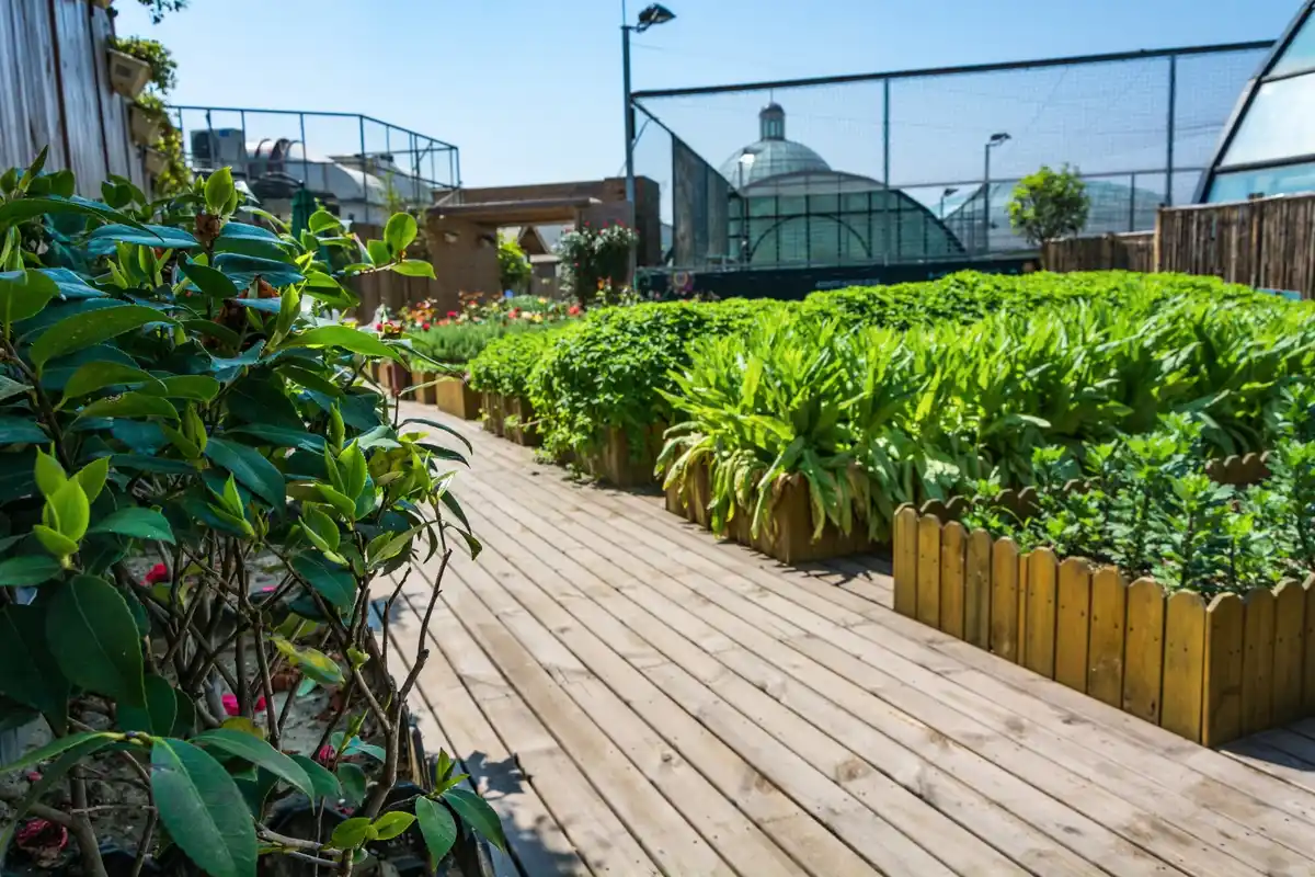 urban small space vegetable garden