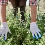 Swedish garden weeds removal and beneficial weeds
