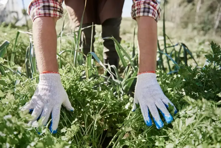 Swedish garden weeds removal and beneficial weeds